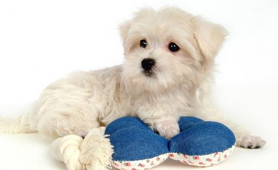 比熊犬多少钱一只?比熊犬如何喂养?