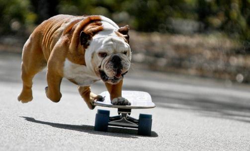 斗牛犬牙齿应该如何护理?