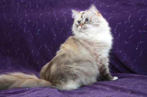 褴褛猫是什么猫?褴褛猫的生活习性