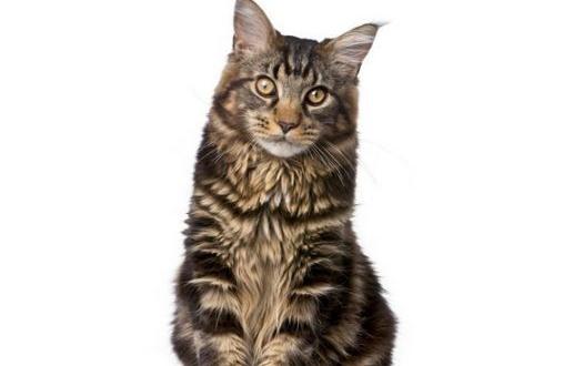 缅因猫怎么养?缅因猫的生活习性