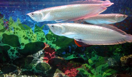 银龙鱼怎么样?银龙鱼有哪些品种?