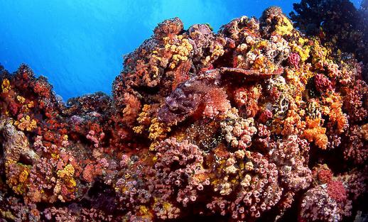 石头鱼有哪些品种?石头鱼怎么样?