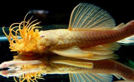 清道夫的风水学应用有哪些?