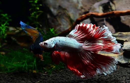泰国斗鱼怎么样?泰国斗鱼的品种介绍