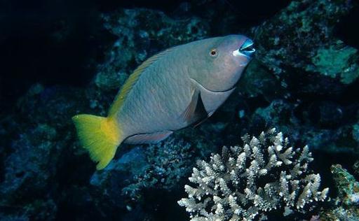 鹦哥鱼的品种介绍-鹦哥鱼是怎样的?