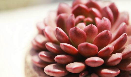 冬季多肉植物被冻伤了怎么办?