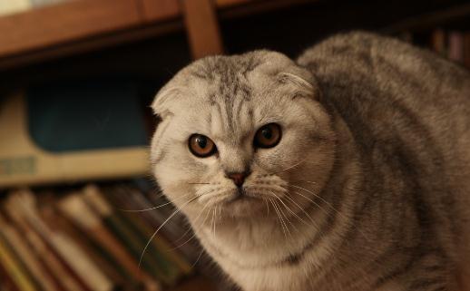 折耳猫是怎样的?折耳猫的生活习性