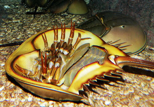 圆尾鲎是什么?圆尾鲎中毒后怎么办