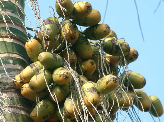 吃槟榔的好处,槟榔的功效,槟榔的作用