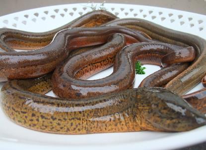 怎样清洗黄鳝?黄鳝怎么清洗才没腥味