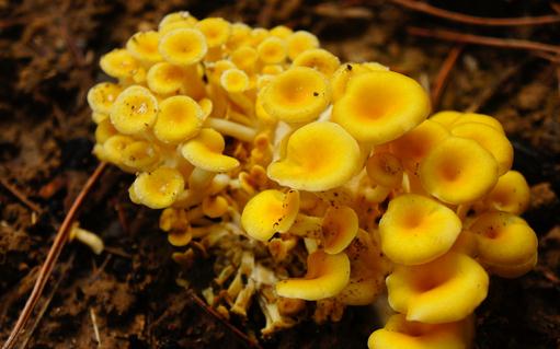 榆黄蘑有哪些做法?榆黄蘑的功效