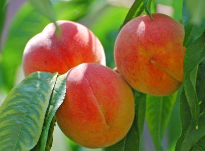 桃子如何保存?桃子的储存方法