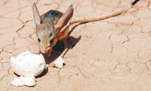 世界上耳朵最长的鼠 长耳跳鼠耳长接近一半身长