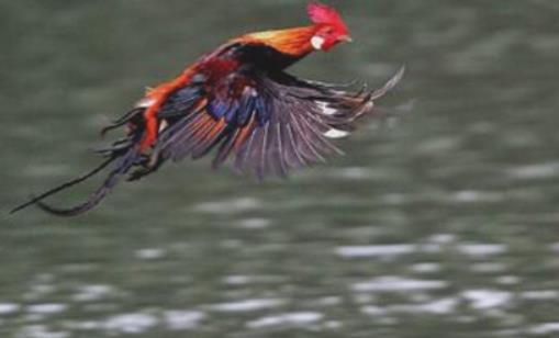 世界上飞的最远的鸡 原鸡一次能飞行上百米远