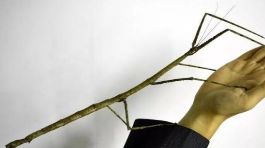 世界最大昆虫 中国巨型竹节虫首产卵成功孵化