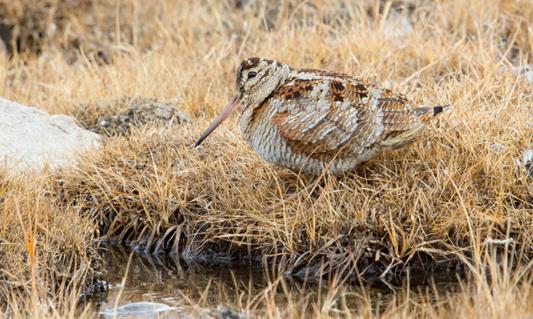 世界上飞得最慢的鸟 丘鹬飞行速度仅为8千米/小时