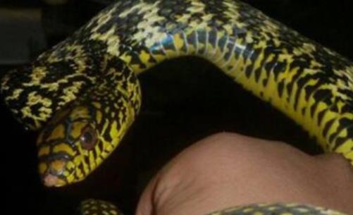 世界上最友好的蛇 四鳗青蛇会看家能保护主人安全