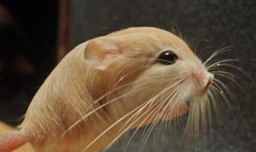 世界最小跳鼠 三趾心颅跳鼠只有瓶盖大小