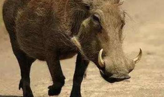 世界上最强悍的猪 巨林猪能直接撞死一头非洲野牛