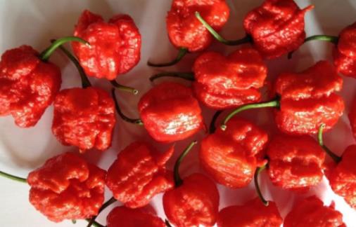 世界上最辣的辣椒 卡罗莱纳死神辣椒舔一口可能休克