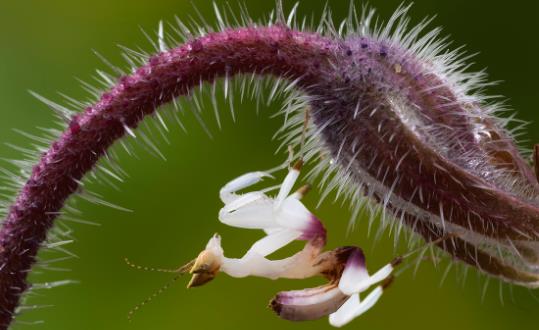 世界上最美的螳螂 兰花螳螂外形极像兰花 是伪装高手