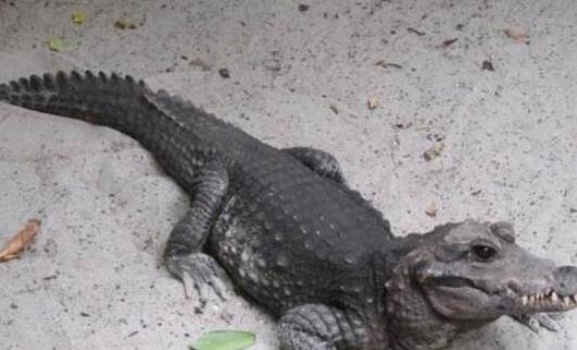 世界上体型最小的鳄鱼 非洲侏儒鳄1米长可当宠物