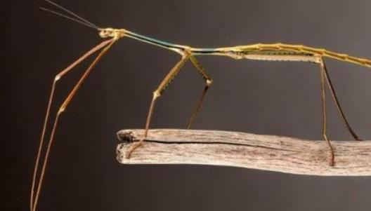 世界最大昆虫 中国巨型竹节虫首产卵成功孵化