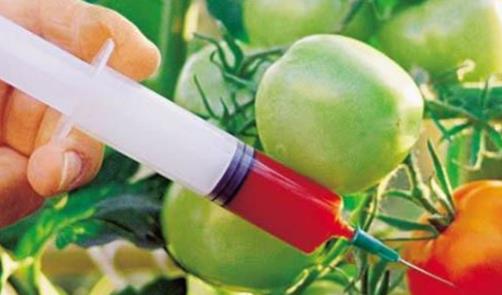 世界上最大的西红柿 美国男子培育出近4公斤重番茄