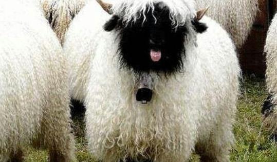 世界上最可爱的羊 黑鼻羊脸部漆黑不见五官 外形十分蠢萌
