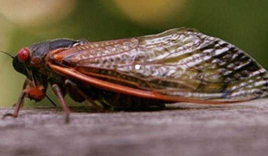 世界上最长寿的蝉 十七年蝉能在地下蛰伏十七年