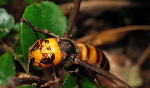 世界上最毒的蜂 虎头蜂不但毒性非常强个头还非常大