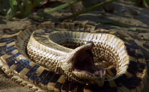 世界上最胆小的蛇 猪鼻蛇遇到危险就装死