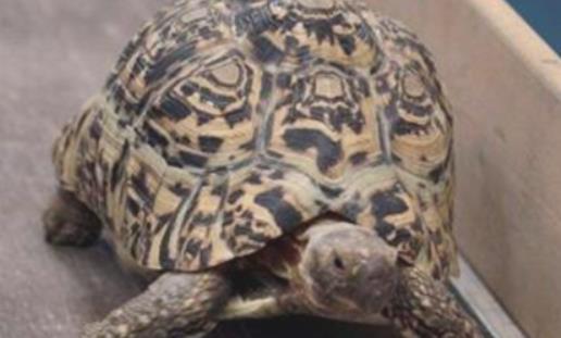 世界上爬行最快的乌龟 速度达0.28米/秒 堪称龟界博尔特