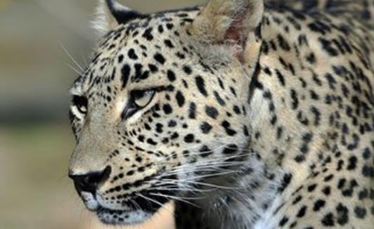 世界上最大的豹 波斯豹体长可接近2米