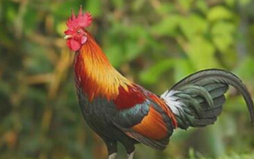 世界上飞的最远的鸡 原鸡一次能飞行上百米远