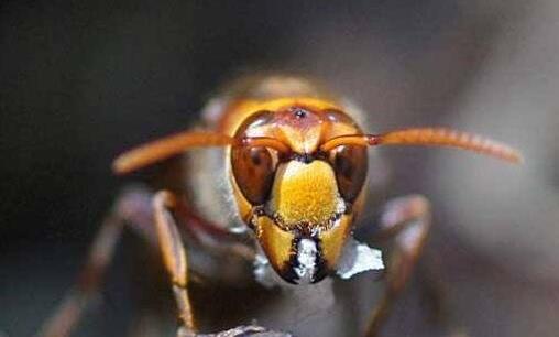 世界上最毒的蜂 虎头蜂不但毒性非常强个头还非常大