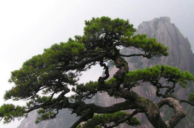 全球最“贵”的树 20多代警卫员全年贴身保护 游客怀疑是塑料