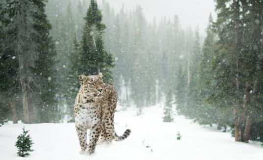 世界上最大的豹 波斯豹体长可接近2米