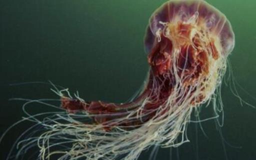 世界上最长的水母 触须可伸长至四十多米