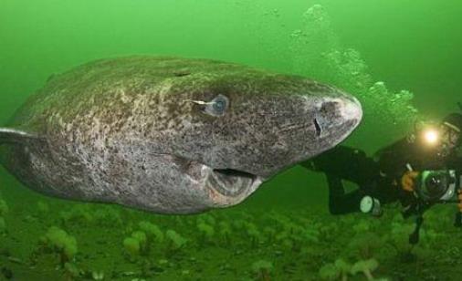 世界上最长寿的鲨鱼 格陵兰睡鲨寿命可达400岁