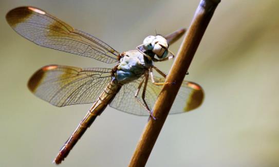世界上飞的最快的昆虫 澳大利亚蜻蜓飞行时速达58千米