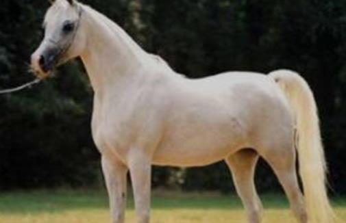 世界上最古老的马 阿拉伯马已有4500年的历史