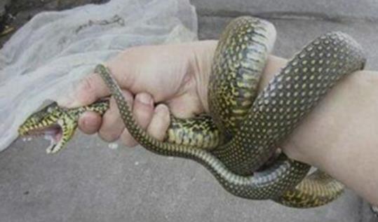 世界上最友好的蛇 四鳗青蛇会看家能保护主人安全