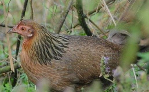 世界上飞的最远的鸡 原鸡一次能飞行上百米远