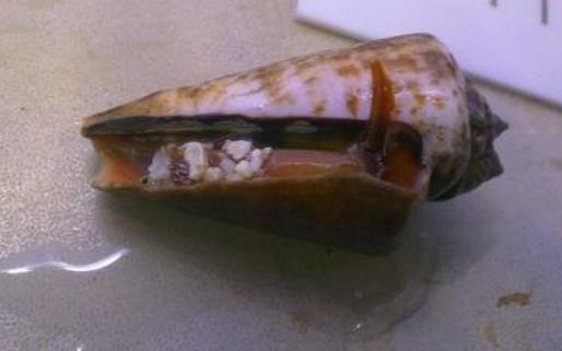 世界上最毒的海螺 鸡心螺的毒液能致10人死亡