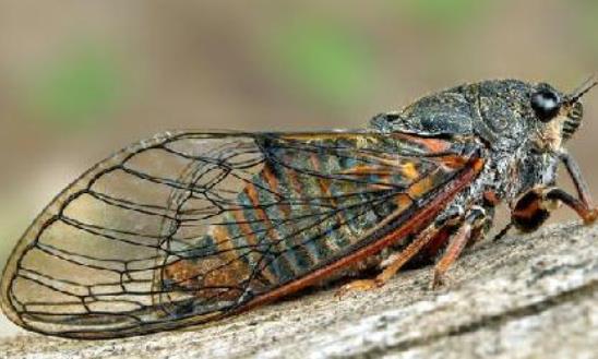 世界上最长寿的蝉 十七年蝉能在地下蛰伏十七年