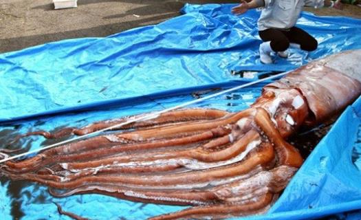 世界上最大的无脊椎动物 大王乌贼能与巨鲸搏斗