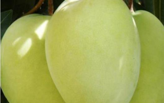 世界上最大的芒果 凯特芒果重达8斤