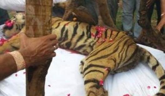 世界上最长寿的老虎 玛琪莉活了20岁 因与鳄鱼搏斗而出名