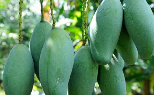 世界上最大的芒果 凯特芒果重达8斤